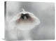 "Ephemeral Beauty" Stretched Canvas Giclee by Piet Flour, 22"x18"