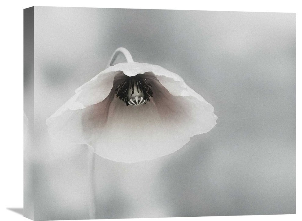 "Ephemeral Beauty" Stretched Canvas Giclee by Piet Flour, 22"x18"