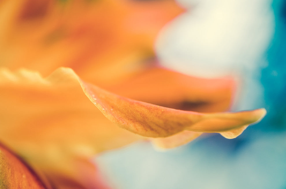 Serene Petals of Life Floral Nature Photo Canvas Wall Art Print, 12" X 16"