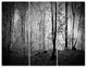 Beautiful Forest Morning Panorama, Landscape Canvas Art Print, 36x28, 3 Panels