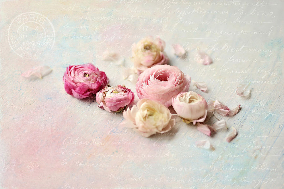 Marmont Hill, "Ranunculus Petals" by Sylvia Cook Print on Wrapped Canvas, 18x12