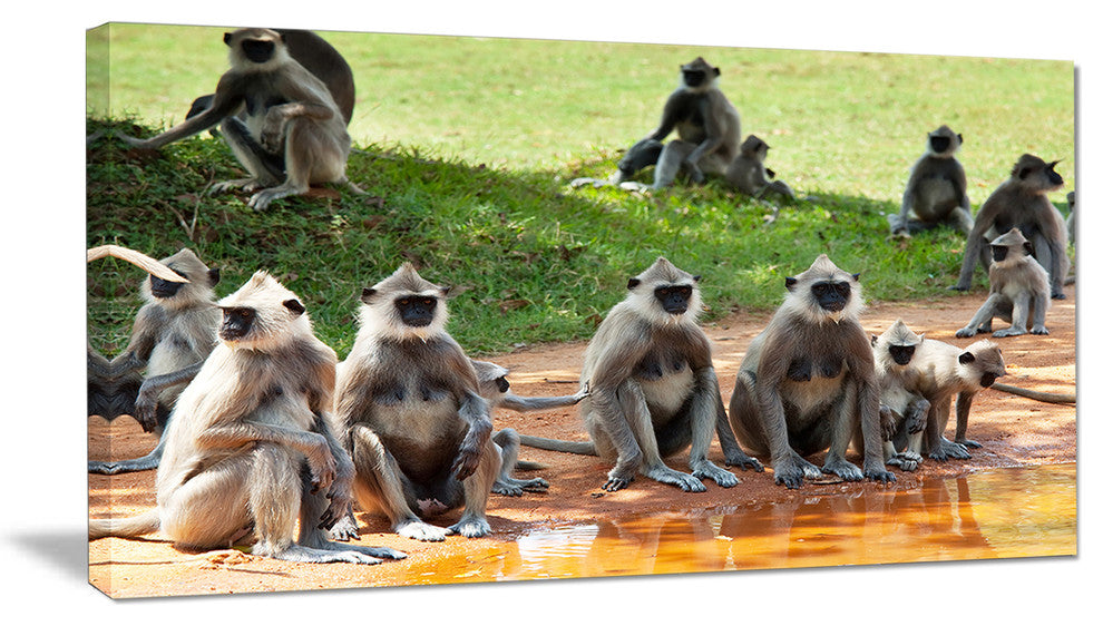 Monkeys in Sri Lanka, African Canvas Art Print, 32"x16"