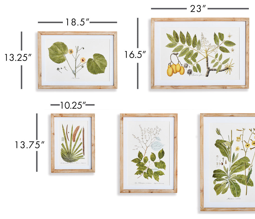Flora And Fauna Gallery Prints, Set of 8