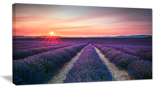 "Endless Rows of Lavender Flowers" Modern Landscape Wall Art, 1 Panel, 60"x28"