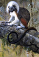 Louis Agassiz Fuertes Cotton-Topped Tamarin, 18"x27" Wall Decal