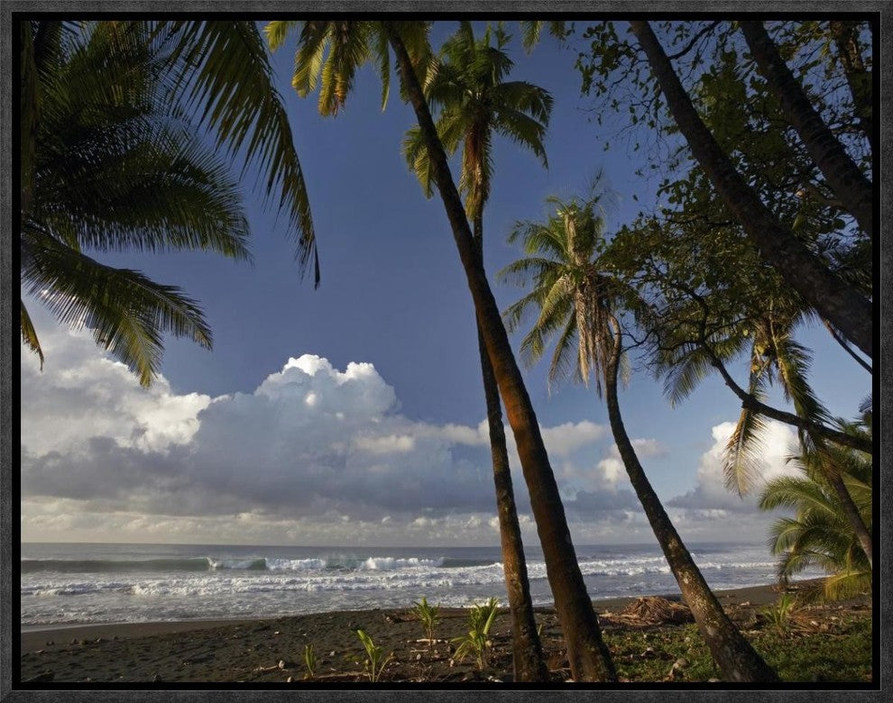 Palm Trees On The Beach Near Marino Ballena National Park, Costa Rica, 16"x12"