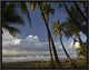 Palm Trees On The Beach Near Marino Ballena National Park, Costa Rica, 16"x12"