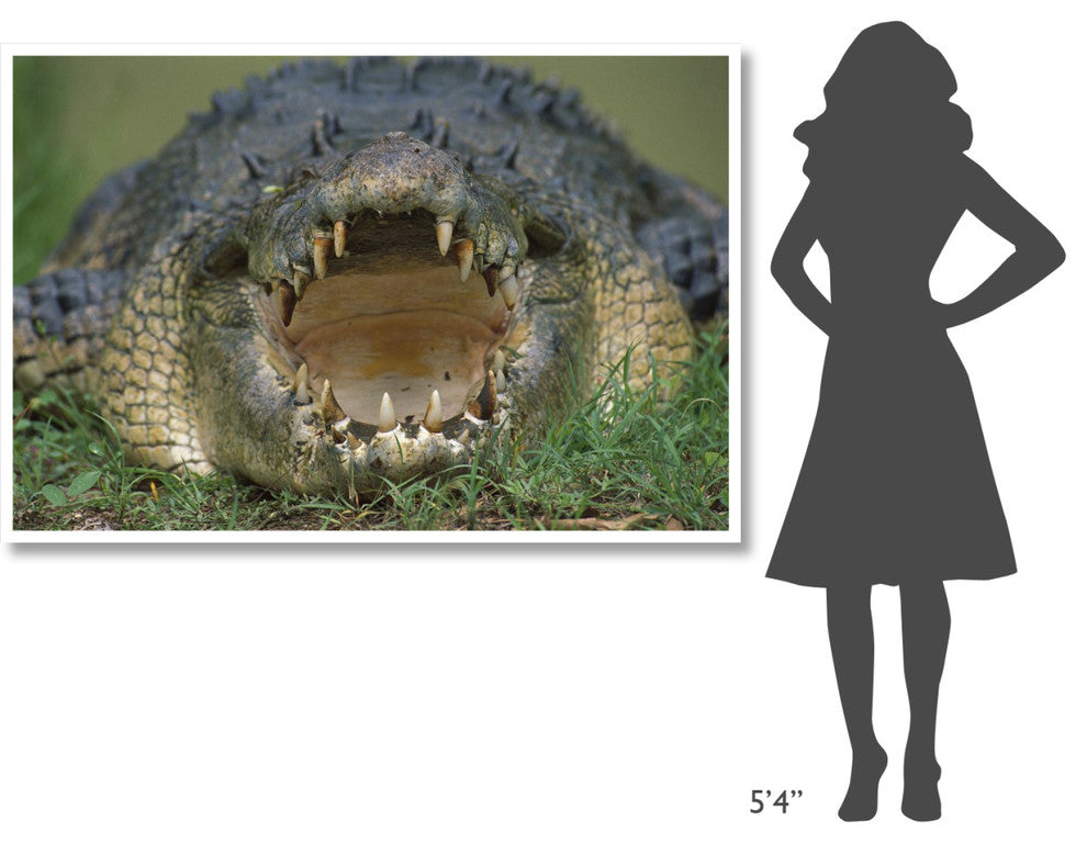 "Saltwater/Estuarine Crocodile, open mouth, Australia" Paper Art, 62"x42"