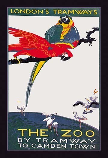 The London Zoo: the Macaw - Gallery Wrapped Canvas Art 28" x 42"