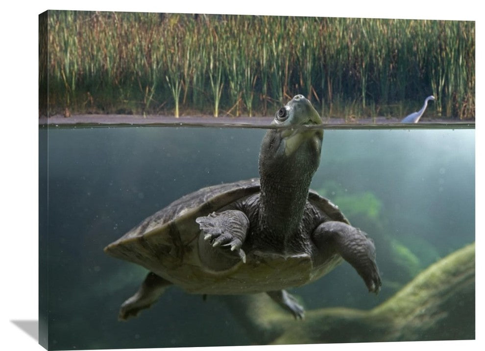 "Turtle Breathing At Surface, Jurong Bird Park, Singapore" Artwork, 40" x 30"