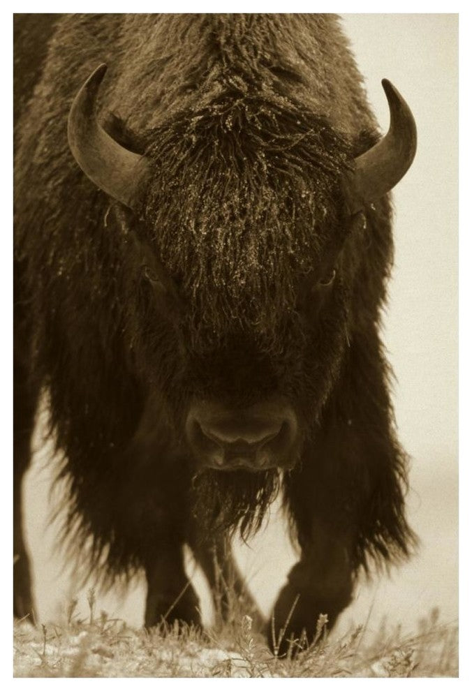 "American Bison portrait in snow, North America" Paper Art, 42"x62"