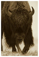 "American Bison portrait in snow, North America" Paper Art, 42"x62"