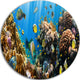 Coral Colony Panorama, Photography Round Metal Wall Art, 36"