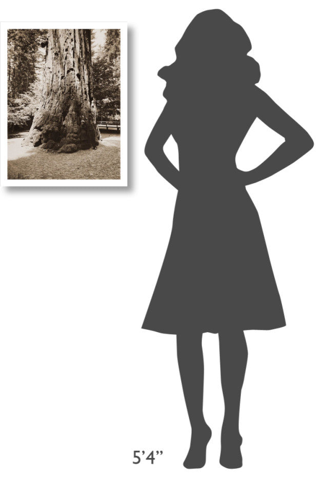 "Big Tree Felton (Redwood), Santa Cruz, California, 1880s" Paper Art, 19"x24"