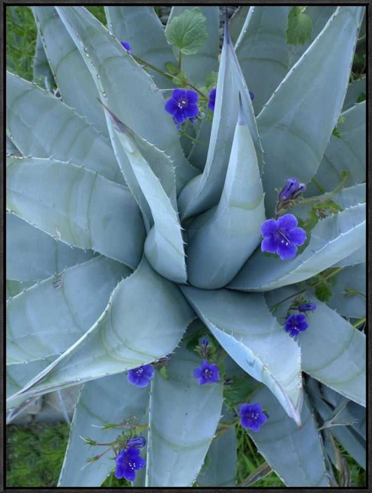 "Bluebell and Agave, North America"  by Tim Fitzharris, 25x33"