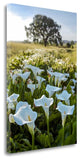 "Oak Tree - 97" By Alan Blaustein, Giclee Print on Gallery Wrap Canvas
