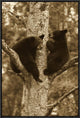 "Black Bear two cubs in tree, Orr, Minnesota"  by Matthias Breiter, 17x25"