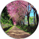 Cherry Blossom Pathway In Chiang Mai, Landscape Round Wall Art, 11"