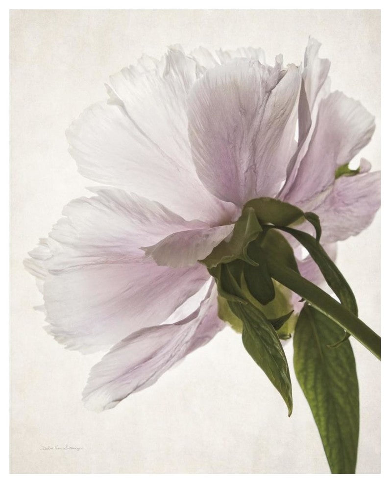 "Translucent Peony III" Digital Paper Print by Debra Van Swearingen, 22"x26"