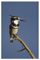 "Pied Kingfisher calling, Kenya" Digital Paper Print by Tim Fitzharris, 22"x32"