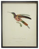 Hummingbird Plate 3, Copper And Black Shadowbox