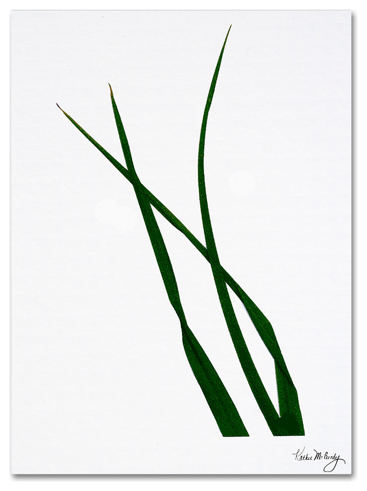 ''Reeds'' Canvas Art by Kathie McCurdy