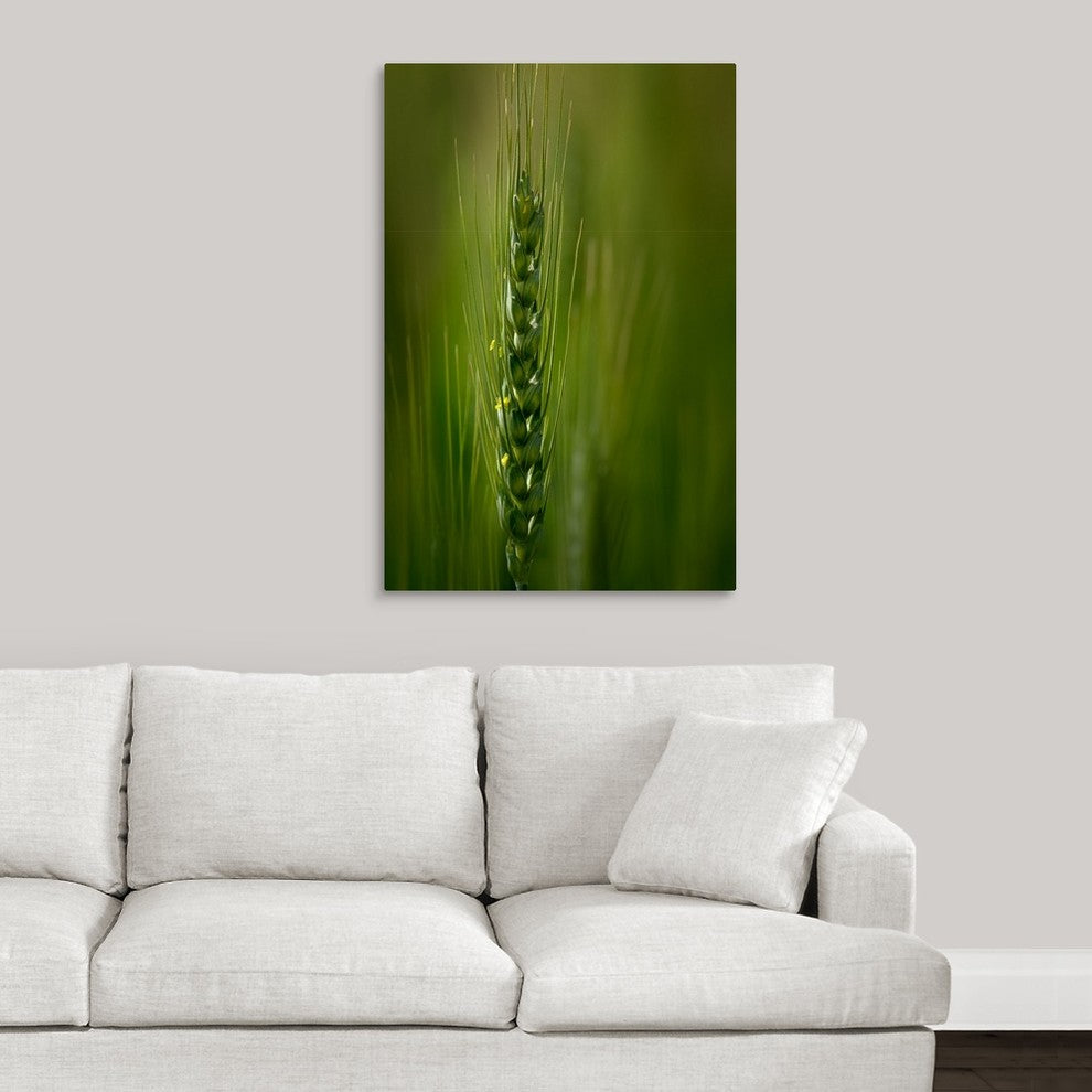 "Wheat" Wrapped Canvas Art Print, 24"x36"x1.5"