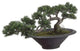 Silk Plants Direct Cedar Bonsai Tree - Green - Pack of 1