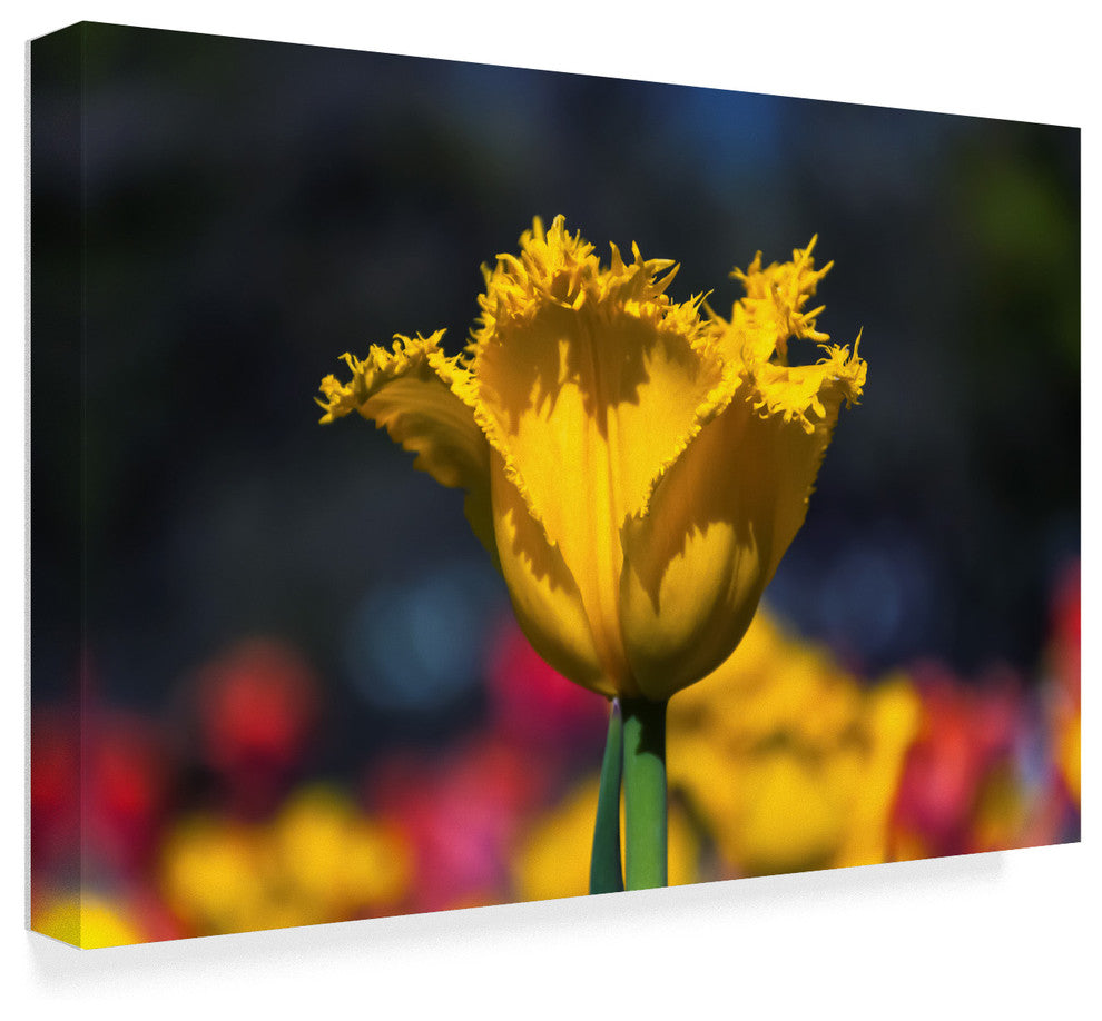 "Yellow Tulip With Soft Colors" by Anthony Paladino, Canvas Art