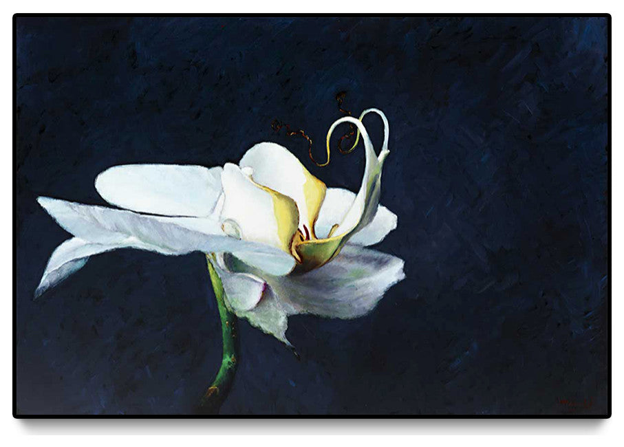 "Phalaenopsis blanc" Oversized Framed Canvas, 40" x 60"