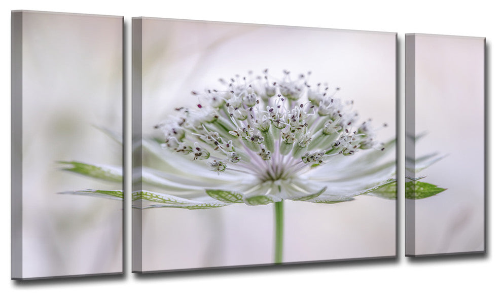 Ready2HangArt ''Astrantia'' 3-Piece Canvas Wall Decor Set
