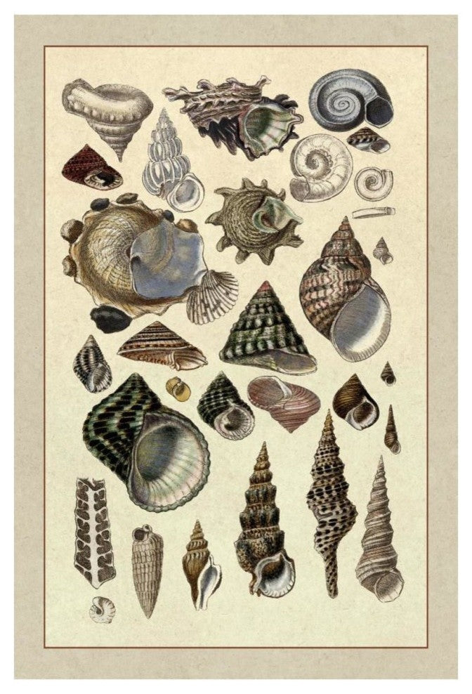 "Shells: Trachelipoda #3" Digital Paper Print by G.B. Sowerby, 26"x38"