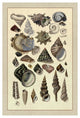 "Shells: Trachelipoda #3" Digital Paper Print by G.B. Sowerby, 26"x38"