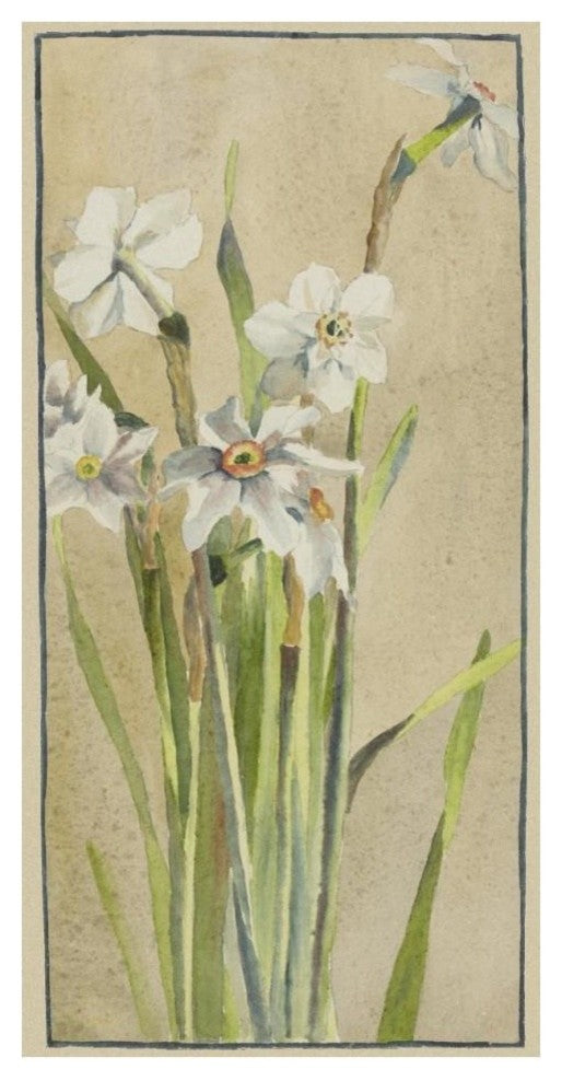 "White Narcissus with Gray Accents" Print by Hannah Borger Overbeck, 20"x38"