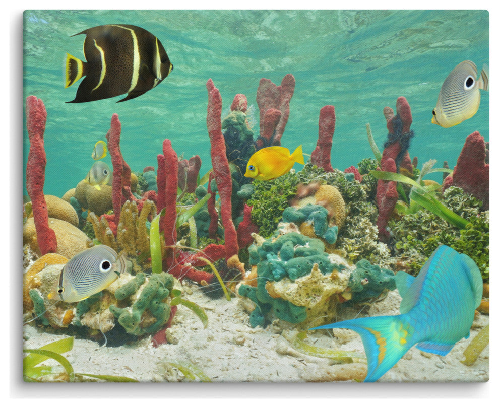 Colorful Tropical Fish Marine Life Coral Reef Wildlife Photo Canvas Art Print, 16" X 20"