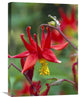 "Wild Columbine With Drops Of Dew, North America" Artwork, 18" x 24"