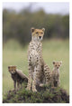 "Cheetah mother and 8-9 week old cubs, Maasai Mara Reserve" Paper Art, 22"x32"