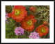 Claret Cup Cactus and Verbena Detail Of Flowers In Bloom, North America, 38"x30"