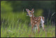 Spring Fawn, 36"x24"