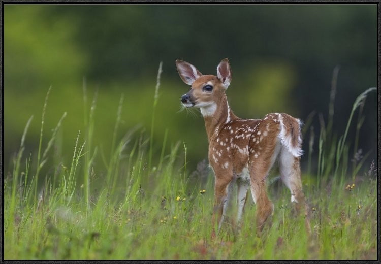 Spring Fawn, 36"x24"