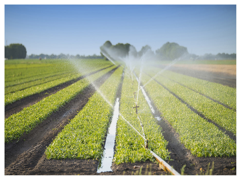 Beautiful View of Crops Watering, Landscape Canvas Art Print, 40"x30"