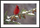 "Northern Cardinal male, South Lyon, Michigan"  by Steve Gettle, 44x32"
