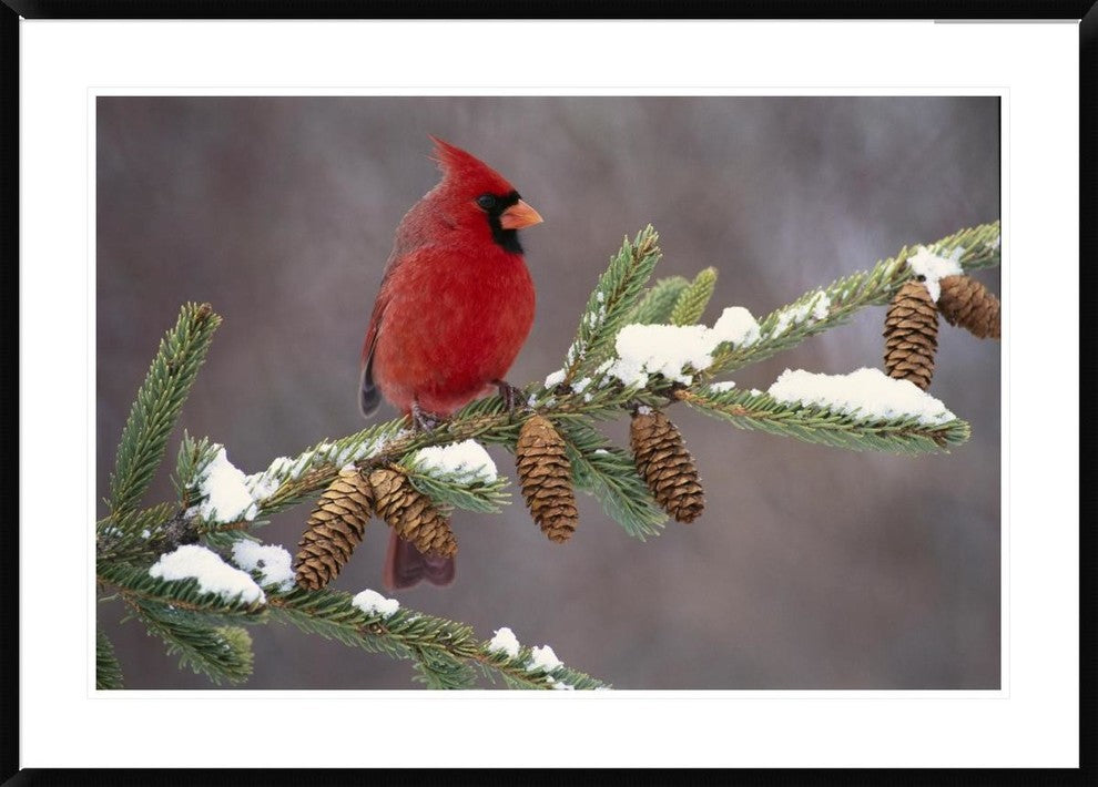 "Northern Cardinal male, South Lyon, Michigan"  by Steve Gettle, 44x32"