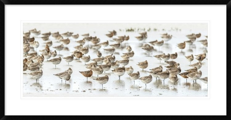"Bar-Tailed Godwit 19" Framed Digital Print by Kurien Yohannan, 38"x20"