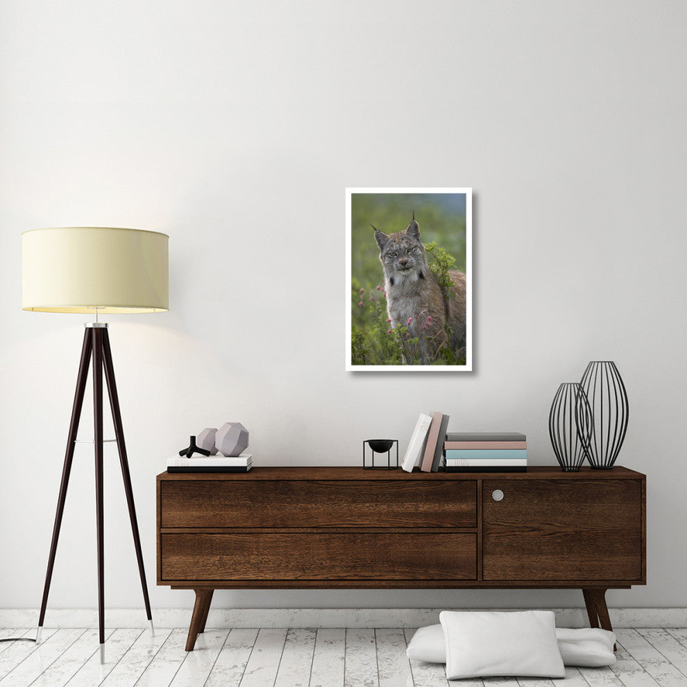 "Canada Lynx portrait, North America" Paper Print by Tim Fitzharris, 22"x32"