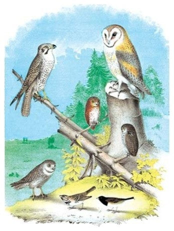 American Lanier Falcon (Prairie Hawk) - Framed Paper Poster 20" x 30"