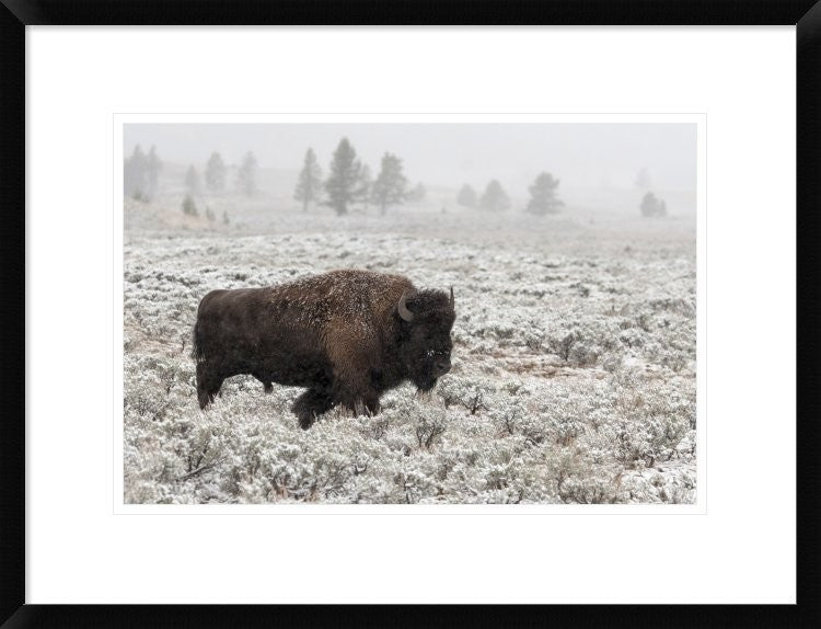 "Late Fall Yellowstone" Framed Digital Print by Alfred Forns, 26"x20"