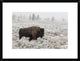 "Late Fall Yellowstone" Framed Digital Print by Alfred Forns, 26"x20"