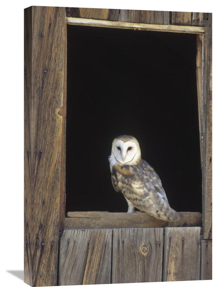 "Barn Owl Perching On Barn Window, North America" Artwork, 20" x 30"