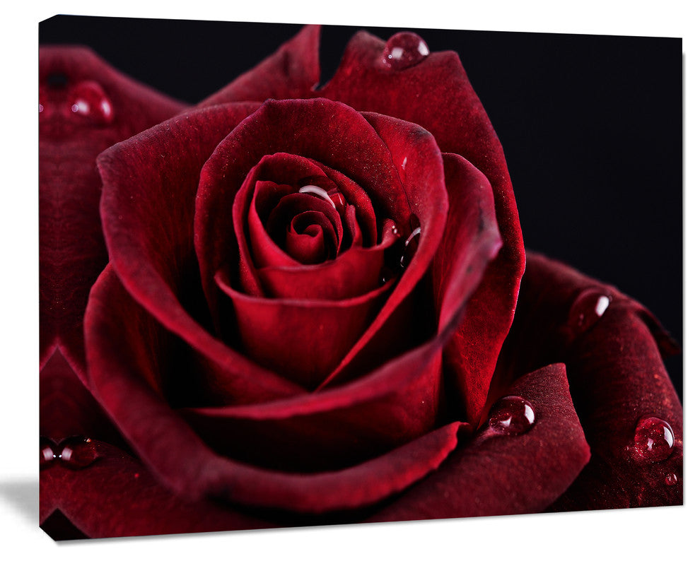 Red Rose with Raindrops on Black, Flowers Canvas Wall Artwork, 20"x12"